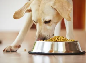 CÁCH TRỊ CHỨNG BIẾNG ĂN CỦA CHÓ