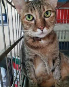 DỊCH VỤ LƯU CHUỒNG CHÓ MÈO
