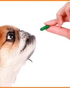 TẨY GIUN SÁN VÀ TIÊM PHÒNG